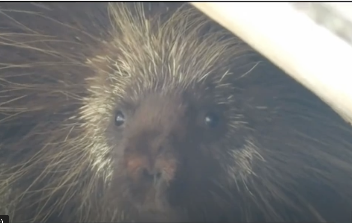 Best of the Web: Mackenzie The Porcupine Flies Home With Help From Friends